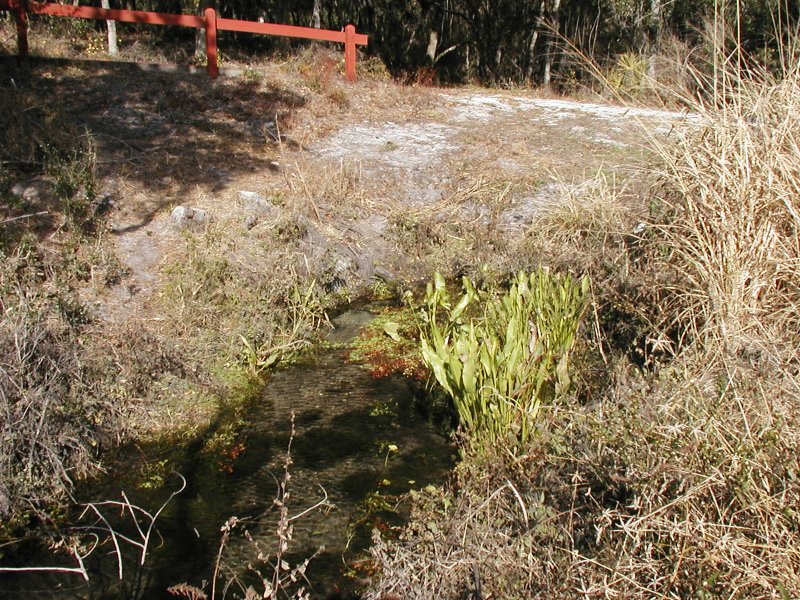Picture of Curlew Spring